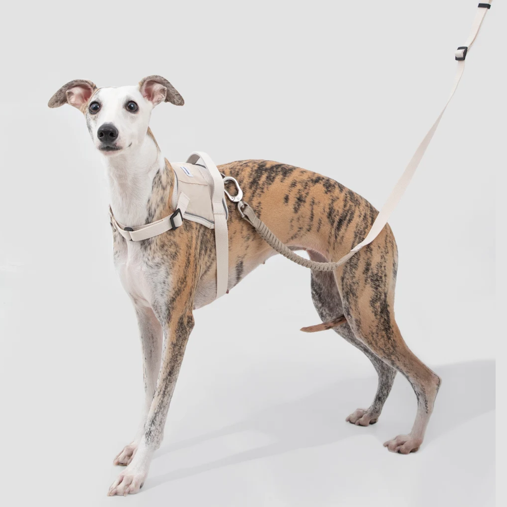 犬用 ショック吸収リード
